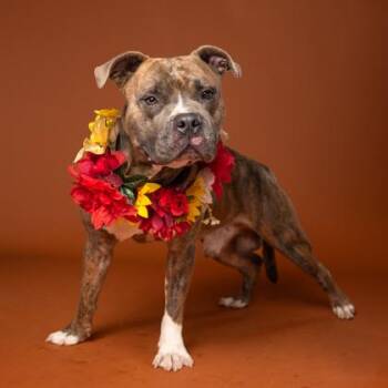 Tonka -  Pit Bull Terrier and Mixed Breed Dog for Adoption in Atlanta, Georgia - Tonka | PetCurious