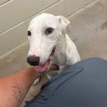 Irving - 062903U -  Labrador Retriever and Mixed Breed Dog for Adoption in Tupelo, Mississippi - Irving - 062903U | PetCurious