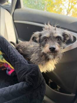 Gus -  Terrier Dog for Adoption in Berlin, New Jersey - Gus | PetCurious