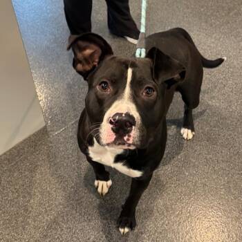 LVH-Stray-14817 -  Mixed Breed Dog for Adoption in Allentown, Pennsylvania - LVH-Stray-14817 | PetCurious