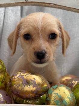 Dachshund Dogs Available for Adoption - Wonton - Noodle Pup | PetCurious