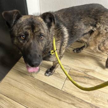 Shepherd and Mixed Breed Dogs Available for Adoption in Newark, New Jersey - Brady | PetCurious