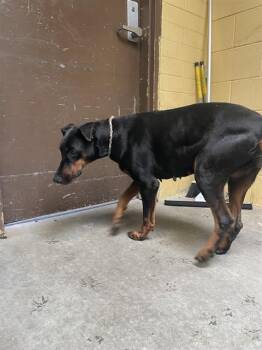 Doberman Pinscher Dogs Available for Adoption - VIVIAN | PetCurious