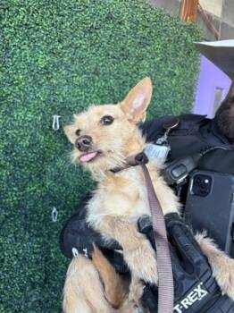 Rescue Terrier and Mixed Breed Dogs for Adoption in El Paso, Texas - 59832305 | PetCurious