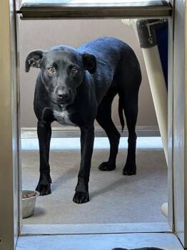 Rescue Labrador Retriever and Mixed Breed Dogs for Adoption in Albuquerque, New Mexico - SHY | PetCurious
