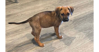 Rescue Boxer Dogs for Adoption in Hewitt, Texas - Muffin Puppy - Kolache | PetCurious