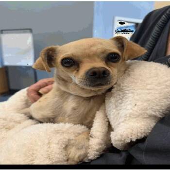 Chihuahua Dogs Available for Adoption in Buellton, California - Trooper | PetCurious