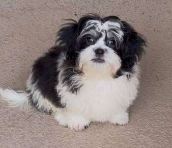 Gibson -  Shih Tzu and Bichon Frise Dog for Adoption in Las Vegas, Nevada - Gibson | PetCurious