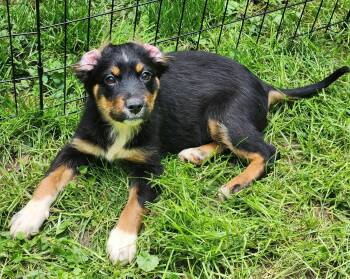 Australian Shepherd Dogs Available for Adoption in New Albany, Ohio - Delta | PetCurious