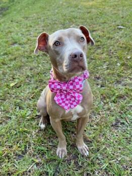 Rescue Weimaraner and Chocolate Labrador Retriever Dogs for Adoption in Mount Pleasant, South Carolina - Nora | PetCurious