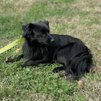 Dachshund Dogs Available for Adoption - TWIZZLER | PetCurious