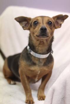 Patio in NH. Come Meet our Adoptable Dogs Wednesday-Saturday. Mo -  Chihuahua Dog for Adoption in Manchester, New Hampshire - Patio In NH. Come Meet Our Adoptable Dogs Wednesday-Saturday. Mo | PetCurious