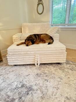 Rookie -  Mixed Breed Dog for Adoption in Grand Rapids, Michigan - Rookie | PetCurious