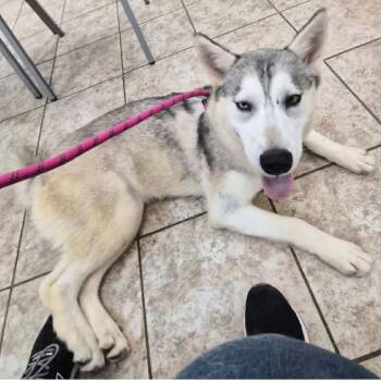 775 (2026) Meadow -  Husky and Mixed Breed Dog for Adoption in Parker, Colorado - 775 (2026) Meadow | PetCurious