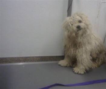 Poodle and Mixed Breed Dogs Available for Adoption - SCAMP | PetCurious