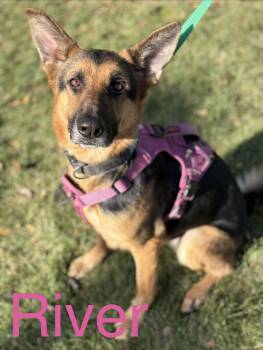 River -  German Shepherd Dog Dog for Adoption in Zimmerman, Minnesota - River | PetCurious
