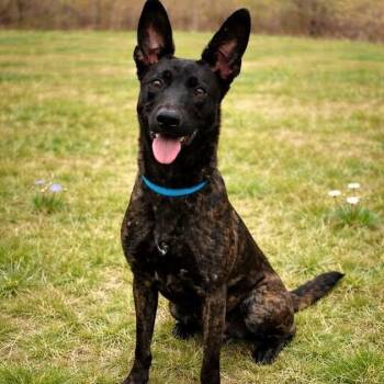 Belgian Shepherd Malinois and Dutch Shepherd Dogs Available for Adoption in Cranford, New Jersey - Cassie | PetCurious
