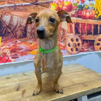 Rescue Chihuahua and Dachshund Dogs for Adoption in Normal, Illinois - Abe | PetCurious
