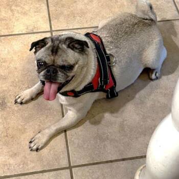 Betsy -  Pug Dog for Adoption in Alvin, Texas - Betsy | PetCurious