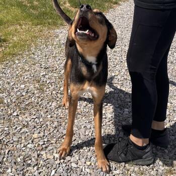 Shepherd and Retriever Dogs Available for Adoption in Mount Vernon, Indiana - Hazell | PetCurious