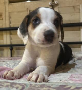Treeing Walker Coonhound Dogs Available for Adoption - Beau | PetCurious