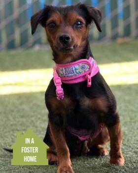 Little Girl -  Chihuahua and Dachshund Dog for Adoption in Sacramento, California - Little Girl | PetCurious
