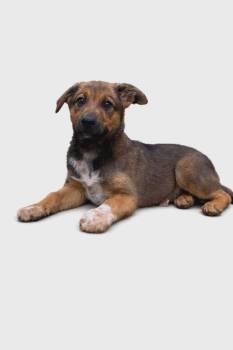Terrier and Shepherd Dogs Available for Adoption in Newport, New Hampshire - Honey | PetCurious