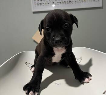 Jazzy -  Mixed Breed Dog for Adoption in Labelle, Florida - Jazzy | PetCurious