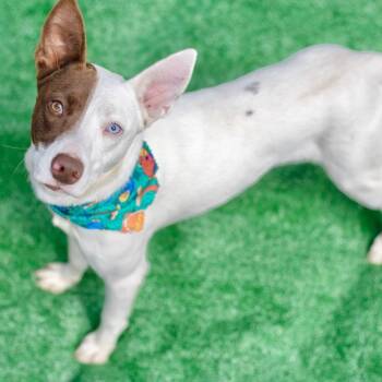Rescue Terrier Dogs for Adoption in Saint George, Vermont - King | PetCurious