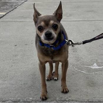 Mixed Breed Dogs Available for Adoption - Wally | PetCurious