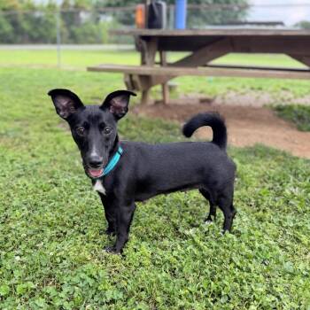 Dachshund and Terrier Dogs Available for Adoption in Carencro, Louisiana - Bags | PetCurious