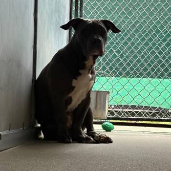 Mixed Breed Dogs Available for Adoption - Prince Adam | PetCurious