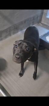 HATTIE -  Labrador Retriever and Mixed Breed Dog for Adoption in Tallahassee, Florida - HATTIE | PetCurious