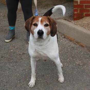 Hound and Mixed Breed Dogs Available for Adoption in Richmond, Virginia - Hambone | PetCurious