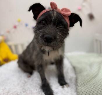 Schnauzer and Terrier Dogs Available for Adoption in Friendswood, Texas - Zoey Willow | PetCurious