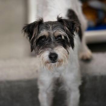 Whitney (AG26-62) -  Jack Russell Terrier Dog for Adoption in Peyton, Colorado - Whitney (AG26-62) | PetCurious