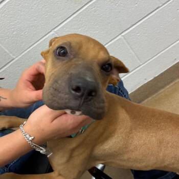 Chippy -  Shar Pei and Mixed Breed Dog for Adoption in Corpus Christi, Texas - Chippy | PetCurious