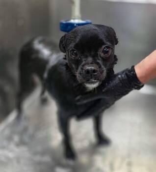 Pug Dogs Available for Adoption in Sterling Heights, Michigan - Ciabatta | PetCurious
