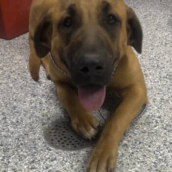 Hound Dogs Available for Adoption - Sasha | PetCurious