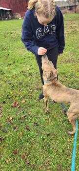 Robin -  Pit Bull Terrier Dog Available for Adoption in Waverly, New York - Robin | PetCurious