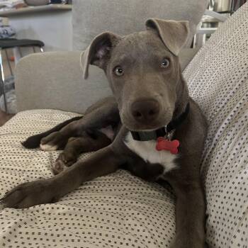 Pit Bull Terrier and American Staffordshire Terrier Dogs Available for Adoption - Bluey | PetCurious