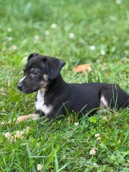 Chance -  Beagle and Dachshund Dog for Adoption in Wheelersburg, Ohio - Chance | PetCurious