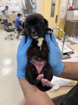 Terrier and Mixed Breed Dogs Available for Adoption - Tulip | PetCurious