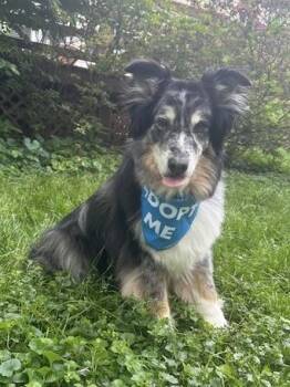 Australian Shepherd Dogs Available for Adoption in Alexandria, Virginia - Oreo | PetCurious