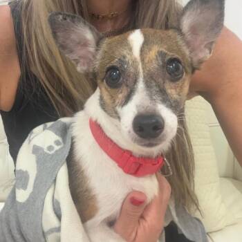 Little Sally -  Jack Russell Terrier Dog for Adoption in Carolina, Carolina - Little Sally | PetCurious