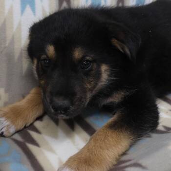 Eva D11521 -  German Shepherd Dog and Labrador Retriever Dog for Adoption - Eva D11521 | PetCurious