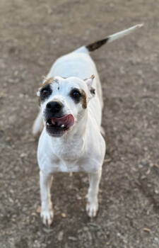 Rescue Pit Bull Terrier Dogs for Adoption in Corning, Arkansas - Radar | PetCurious