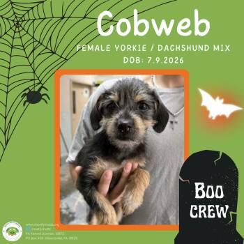 Cobweb -  Yorkshire Terrier and Dachshund Dog for Adoption in Pottstown, Pennsylvania - Cobweb | PetCurious