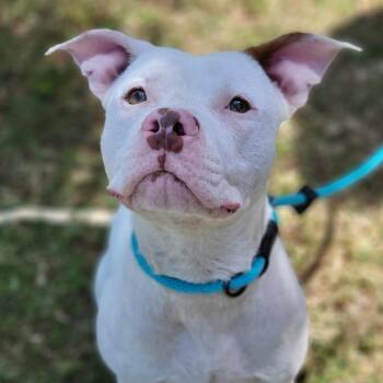 Mixed Breed Dogs Available for Adoption in Sarasota, Florida - Drako | PetCurious