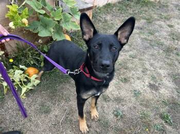 DELGADO -  German Shepherd Dog and Mixed Breed Dog for Adoption in Mckinleyville, California - DELGADO | PetCurious